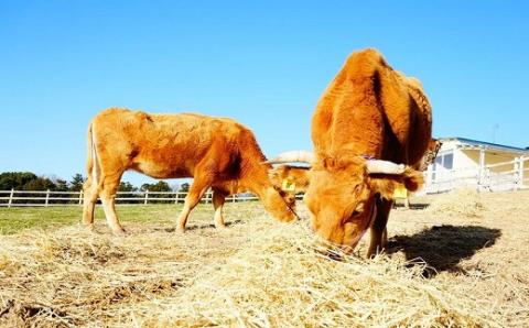 【草地和牛】レトルトキーマカレー（1人前200g）6個入