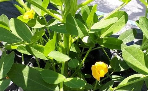 有機栽培で育てたこだわりの大粒落花生 2kg（おおまさり）