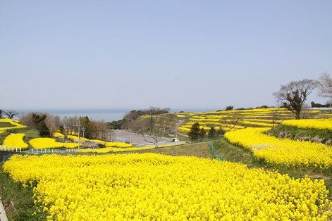 無添加菜の花油（1.5L × 2本）お試しひまわり油付