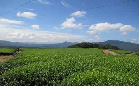 冨貴茶きらめきセット（特上煎茶・白折茶・粉末スティック） ティーバッグ 茶 粉末 スティック 国産 JGAP認証 飲料 【スピード発送】