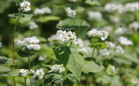 【12/17～28配送】R7秋新そば 豊後高田なまそば（100g×2）×4袋 年越しそば 【年内配送】
