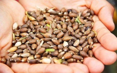 精白 ハトムギ 300g×6袋（ひきわりタイプ） はとむぎごはん 健康 美容 栄養 ご飯 国産 はと麦 はとむぎ スーパーフード 食物繊維 健康食品 穀物 【スピード発送】