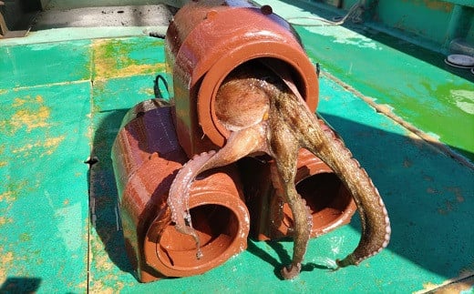 岬だこブツ切り200g×3パック食べきりサイズ！