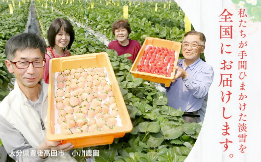 【先行予約】 白いちご 淡雪 (220g×2パック) フルーツ くだもの 白いちご 果物 完熟 イチゴ 苺 希少 おすすめ 白 果実 デザート 甘い 直送 人気 No.1 期間限定 大分県 豊後高田市 国産 箱入り ストロベリー 先行受付