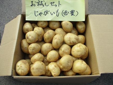 有機JASじゃがいも（10kg/訳あり/S～Lサイズ）