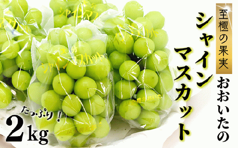 【先行予約】 至極の果実 おおいたのシャインマスカット 2kg