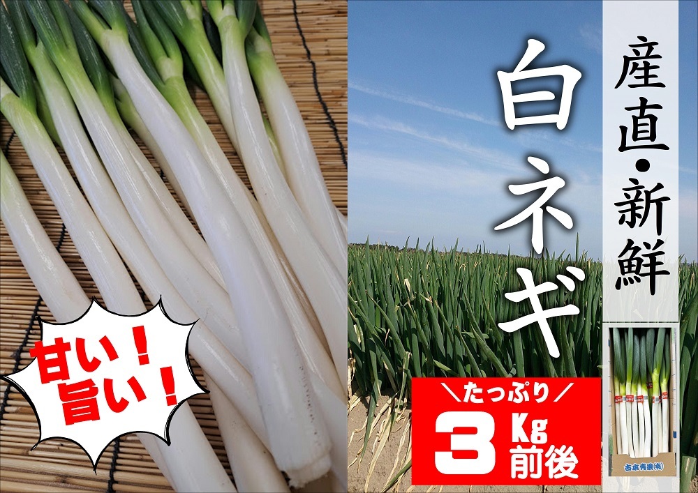 【先行予約】産地直送・新鮮！甘くて美味しい白ネギ (3kg前後) 西日本トップクラスの産地・大分県豊後高田市産 広大な干拓で育ったミネラル豊富な白ねぎ ネギ ねぎ 長ネギ 鍋 野菜