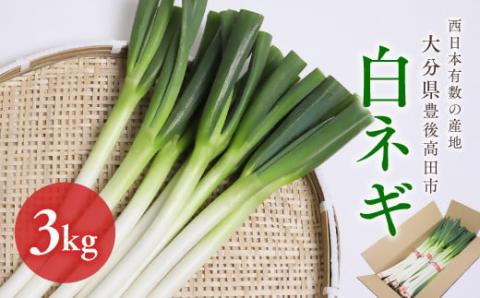 [先行予約]西日本有数の産地で育った白ネギ3kg