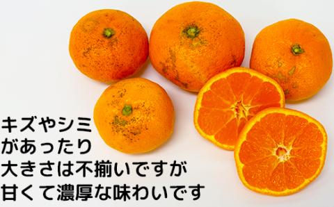 【訳あり・規格外品】木戸農園の青島 約10kg 高糖系温州みかん＜113-014＞