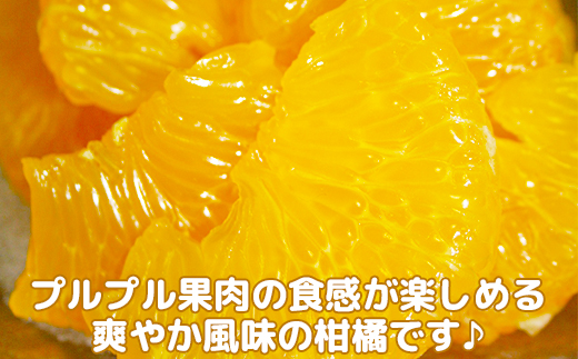 今村農園の蔵姫くらひめ（紅甘夏） 約10kg【秀品】 フルーツ みかん 果物 先行予約 ＜107-033_7＞ 10kg