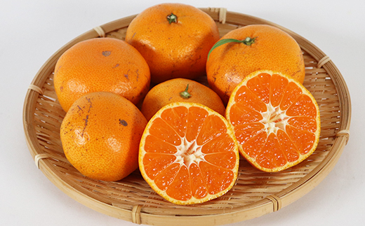 【訳あり品】森農園の温州みかん 尾崎 9kg＋傷み補償分200g ／ ミカン みかん 蜜柑 柑橘 9kg 柑橘類 訳あり フルーツ 温州みかん 12月 12月発送 12月配送 年内発送 年内配送 ＜162-001＞