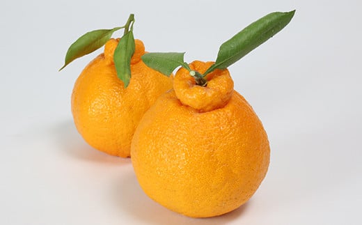 阿部農園の「ハウス葉付き不知火 約3.5kg」 ／ ミカン みかん 蜜柑 柑橘類 不知火 数量限定 フルーツ ＜112-006＞