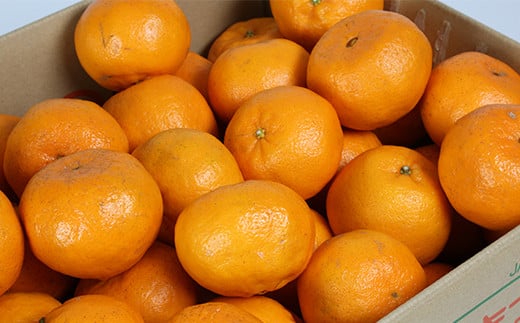 ポンカン 8kg（バラ詰め） ／ ミカン みかん 蜜柑 柑橘類 8kg 先行予約 甘い ポンカン フルーツ ＜132-005＞