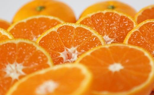 【12月21日決済分まで年内発送】【訳あり・規格外品】野菜ソムリエ石児さんの「温州みかん 6kg」 ミカン みかん 蜜柑 柑橘 6kg 柑橘類 訳あり 甘い 温州みかん フルーツ 年内配送 年内発送 12月発送 12月配送 12月 ＜103-031＞