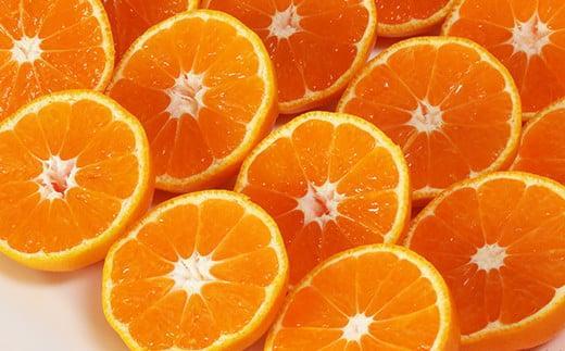 【12月24日決済分まで年内発送】【訳あり・規格外品】野菜ソムリエ石児さんの「温州みかん 12kg（6kg×2箱）」ミカン みかん 蜜柑 柑橘 12kg 柑橘類 訳あり 甘い 温州みかん フルーツ 年内配送 年内発送 12月発送 12月配送 12月＜103-032＞