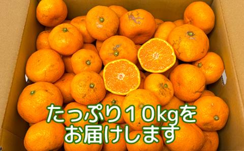 【訳あり・規格外品】木戸農園の青島 約10kg 高糖系温州みかん＜113-014＞