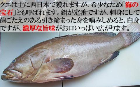 【冷凍】大分水産の豊後とらふぐ刺身&高級魚くえ刺身の味比べセット（6人前）＜104-028_5＞