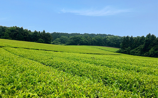 法政大学オリジナル緑茶「ほうせい茶」（杵築産茶葉使用）＜142-001＞