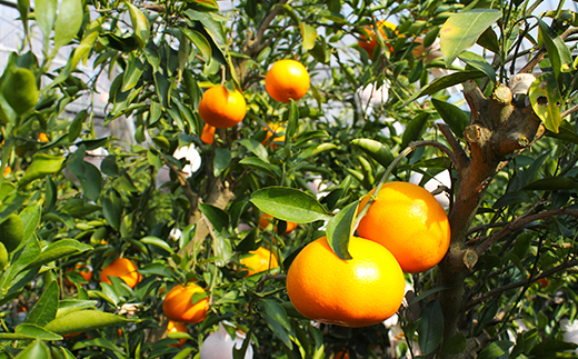 岩尾農園の温室栽培せとか 特選 約1.5kg 先行予約 果物 柑橘類 みかん ＜066-003_5＞