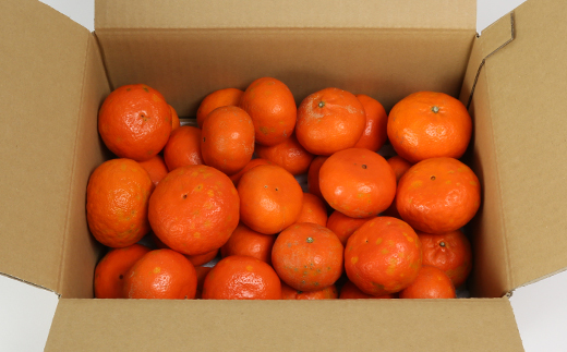 【訳あり・規格外品】野菜ソムリエ石児さんの「アンコール 3.5kg」 ミカン みかん 蜜柑 柑橘 3.5kg 訳あり 甘い 柑橘類 アンコール アンコールオレンジ フルーツ 先行予約 ＜103-017＞