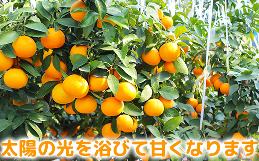 【訳あり・規格外品】今村農園のおひさまきらりん 約3kg＜107-017_7＞ 3kg