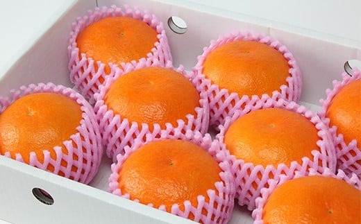 ハウス美娘 約2.5kg（化粧箱入） ／ ミカン みかん 蜜柑 柑橘類 美娘 オレンジ 2.5kg 先行予約 甘い フルーツ ＜132-002＞