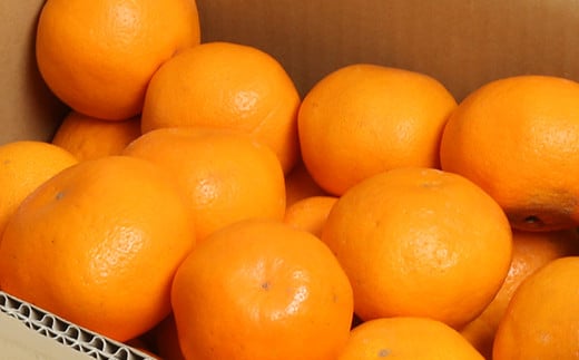 【訳あり品】阿部農園の「はるみ 約6kg」 ／ ミカン みかん 蜜柑 柑橘類 はるみ 先行予約 2月 訳あり 数量限定 フルーツ ＜112-008＞