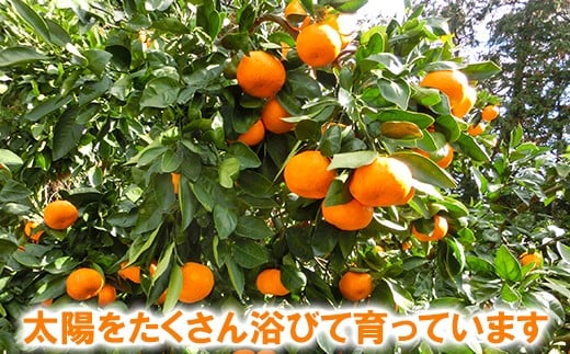 高糖系温州みかん 木戸農園の青島 約5kg （秀品） 先行予約 果物 柑橘類 フルーツ ＜113-019＞