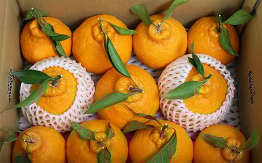 阿部農園の「ハウス葉付き不知火 約3.5kg」 ／ ミカン みかん 蜜柑 柑橘類 不知火 数量限定 フルーツ ＜112-006＞