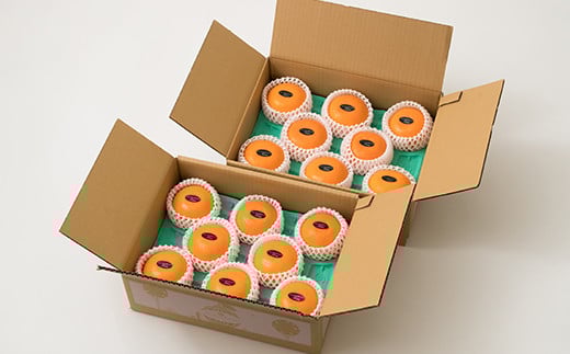 野菜ソムリエ石児さんの「特選 せとか 5kg（2.5kg×2箱）」  ミカン みかん 蜜柑 柑橘 5kg 柑橘類 せとか フルーツ 贈答 2月 3月 先行予約 ＜103-016＞