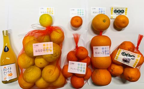 今村農園のみかん4種（計約8kg）とおひさまきらりん 生搾り100%ジュースセット フルーツ みかん 果物 先行予約 ＜107-041_5＞