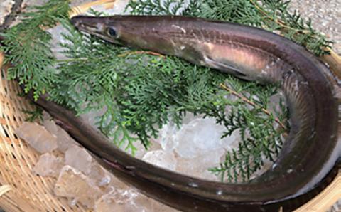 大分県産活じめ鱧（はも）1本物 骨切り切身 たっぷり 1500g＜108-007_5＞