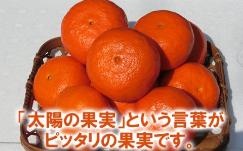 木戸農園のアンコール 約4kg（秀品） 先行予約 果物 柑橘類 フルーツ ＜113-003_5＞