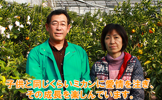 岩尾農園の温室栽培せとか 特選 約1.5kg 先行予約 果物 柑橘類 みかん ＜066-003_5＞