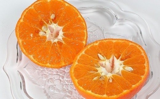 【訳あり・優品】野菜ソムリエ石児さんの「アンコール 10kg」 ミカン みかん 蜜柑 柑橘 10kg 訳あり 甘い 柑橘類 アンコール アンコールオレンジ フルーツ 先行予約 ＜103-020＞