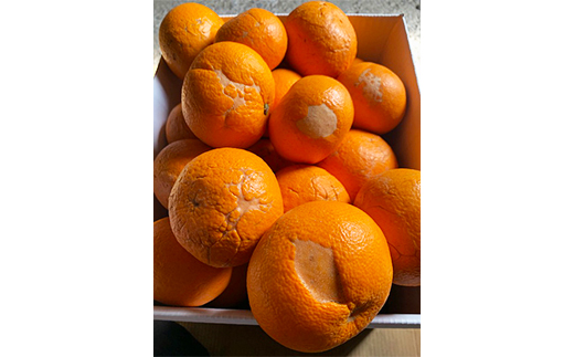 【訳あり・規格外品】今村農園の蔵姫くらひめ（紅甘夏） 約10kg フルーツ みかん 果物 先行予約 ＜107-028_7＞ 10kg