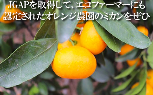 【訳あり品】オレンジ農園のハウスみかん 約2.5kg＜114-001_5＞