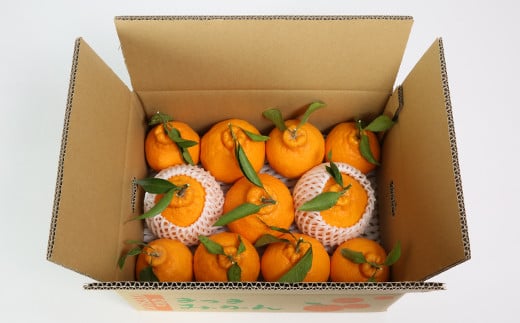 阿部農園の「ハウス葉付き不知火 約3.5kg」 ／ ミカン みかん 蜜柑 柑橘類 不知火 数量限定 フルーツ ＜112-006＞