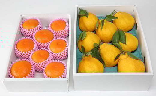 ハウス美娘 約2.5kg &ハウスデコポン 約3kgセット（化粧箱入） ／ みかん ミカン 蜜柑 柑橘類 デコポン 不知火 美娘 先行予約 フルーツ ＜132-004＞