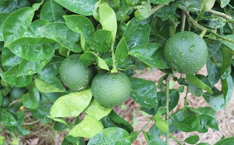 オレンジ農園のかぼすジンジャーハニー 2本セット＜108-002＞