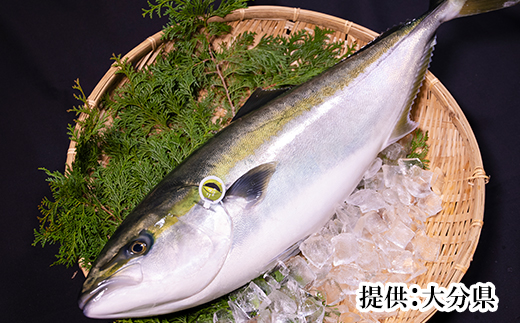 [2月発送]豊後絆屋 かぼすブリしゃぶセット 切身700g（だしスープ付） しゃぶしゃぶ 魚 先行予約 ぶり 寒ブリ かぼすブリ 鍋 海鮮 冷凍 セット 切身 産地直送 大分県 ブリしゃぶセット ＜101-162_5＞ [2月発送] 切身700g（だしスープ付）