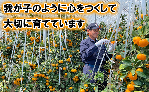 今村農園の訳ありミカンとジュースの定期便（１２月・２月・４月）【まんぞくコース】＜107-801_7＞