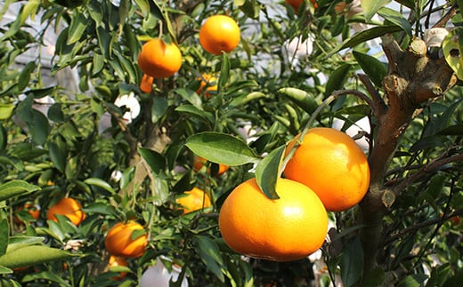 岩尾農園の温室栽培せとか 特選 約3kg 先行予約 果物 柑橘類 みかん ミカン ＜066-004_5＞