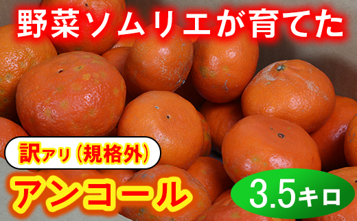 【訳あり・規格外品】野菜ソムリエ石児さんの「アンコール 3.5kg」 ミカン みかん 蜜柑 柑橘 3.5kg 訳あり 甘い 柑橘類 アンコール アンコールオレンジ フルーツ 先行予約 ＜103-017＞