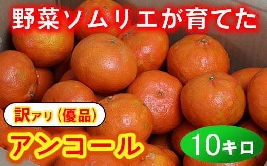 【訳あり・優品】野菜ソムリエ石児さんの「アンコール 10kg」 ミカン みかん 蜜柑 柑橘 10kg 訳あり 甘い 柑橘類 アンコール アンコールオレンジ フルーツ 先行予約 ＜103-020＞