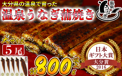 温泉うなぎ蒲焼 5尾（160gサイズ） 国産うなぎ ＜104-013_5＞