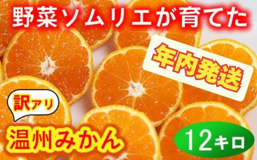 【12月24日決済分まで年内発送】【訳あり・規格外品】野菜ソムリエ石児さんの「温州みかん 12kg（6kg×2箱）」ミカン みかん 蜜柑 柑橘 12kg 柑橘類 訳あり 甘い 温州みかん フルーツ 年内配送 年内発送 12月発送 12月配送 12月＜103-032＞