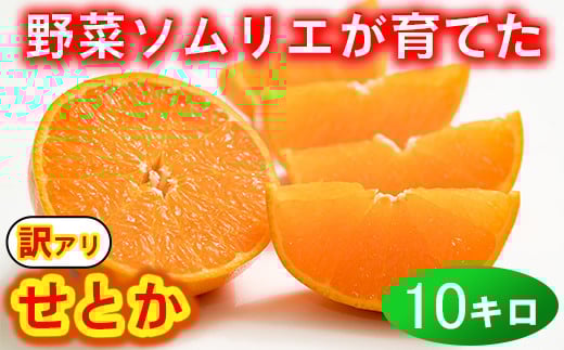 【訳あり・優品】野菜ソムリエ石児さんの「せとか 10kg」 ミカン みかん 蜜柑 柑橘 10kg 柑橘類 せとか 訳あり フルーツ 2月 3月 先行予約 ＜103-014＞