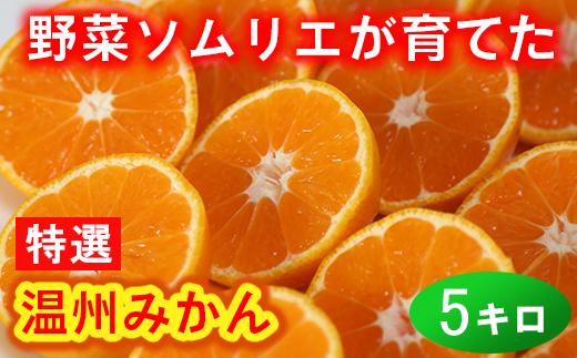 野菜ソムリエ石児さんの「特選 温州みかん 5kg」 ミカン みかん 蜜柑 柑橘 5kg 柑橘類 甘い 温州みかん フルーツ 1月 1月発送 1月配送 ＜103-006＞
