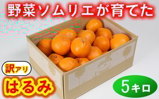 【訳あり・規格外品】野菜ソムリエ石児さんの「はるみ 5kg」 ミカン みかん 蜜柑 柑橘 5kg 柑橘類 はるみ 訳あり フルーツ 先行予約 ＜103-011＞